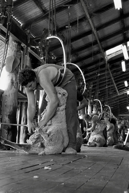 Steam Plains Shearing 022144  © Claire Parks Photography 